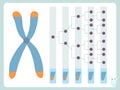 Telomere, cell division diagram. Reduction of telomeres after cell division scheme Royalty Free Stock Photo